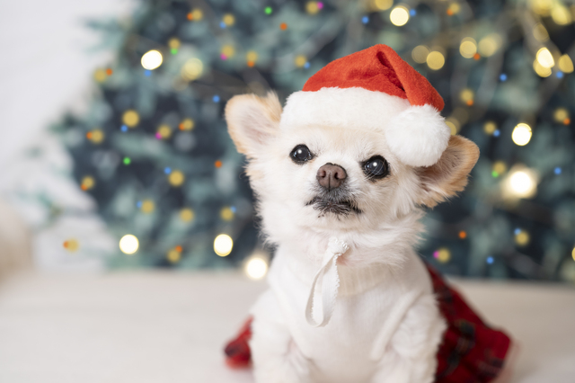 サンタクロースの服を着た犬