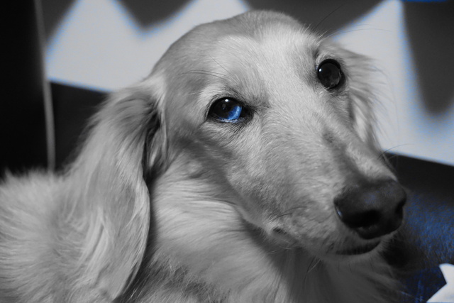 オッドアイの犬