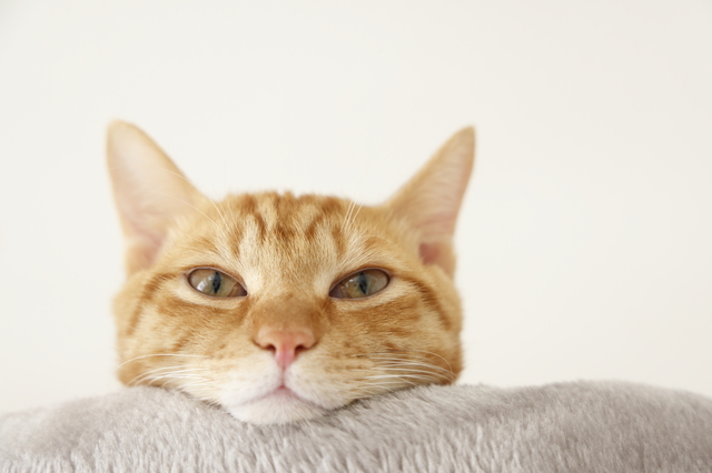 眠そうな猫
