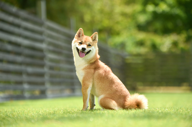 柴犬