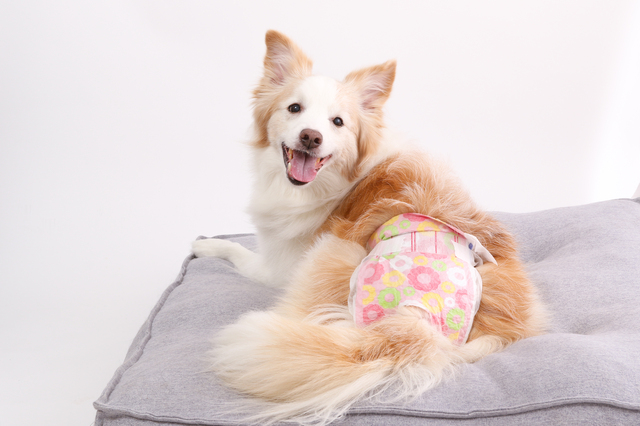 マナーオムツをした犬
