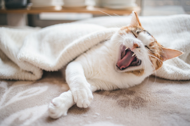 あくびする猫