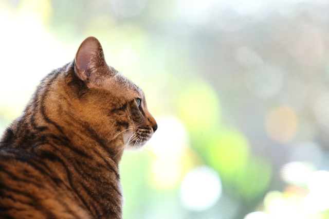 縞模様の猫