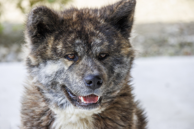 虎毛の秋田犬