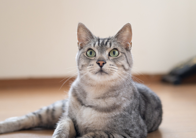 サバトラ猫