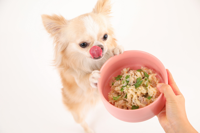 犬にご飯・餌をあげる