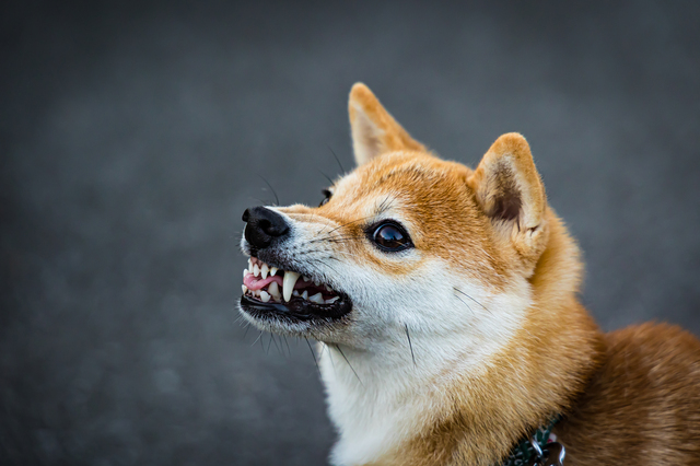 怒る犬