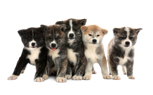 5匹の秋田犬