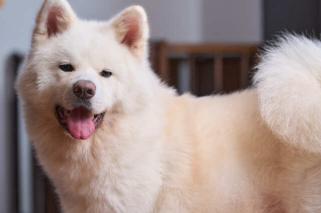 白い秋田犬