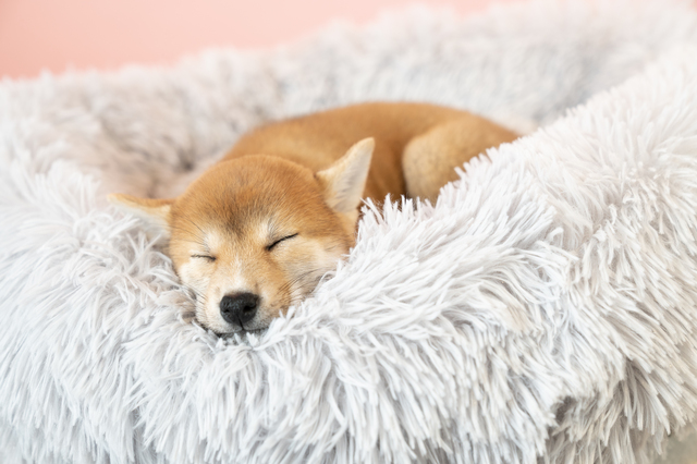 眠る犬