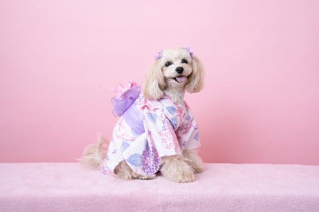 ピンク色の浴衣を着た犬