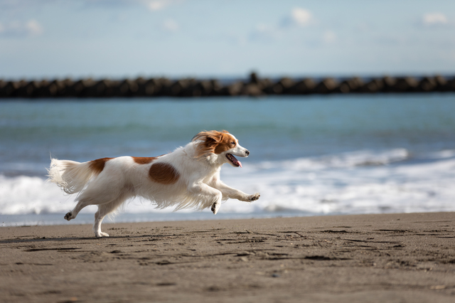 走る犬