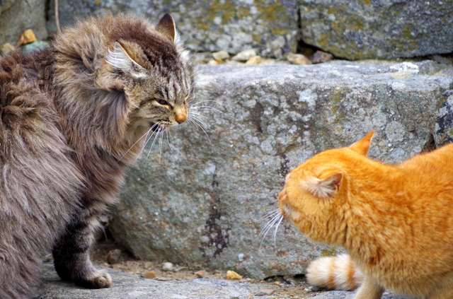 喧嘩する2匹の猫