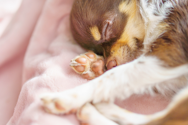 眠る犬