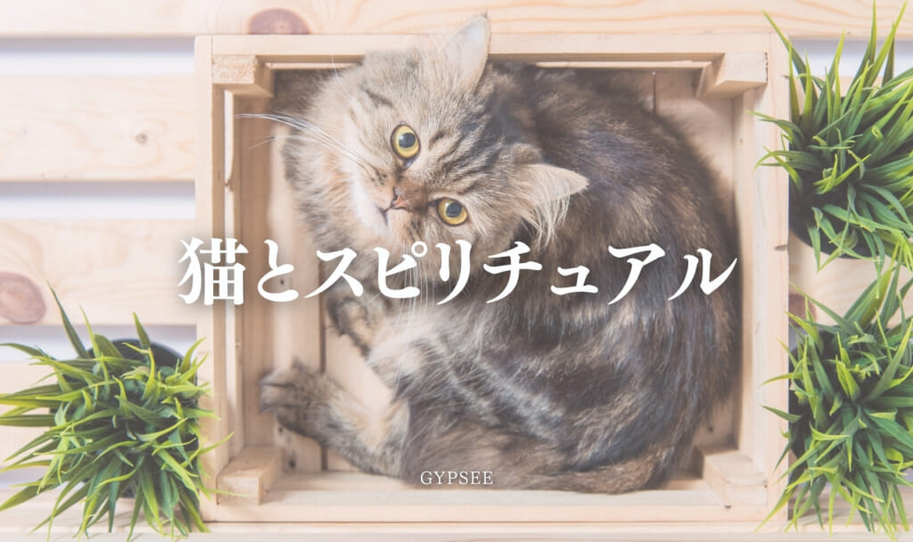 猫のスピリチュアル意味20選！種類や毛色・サイン