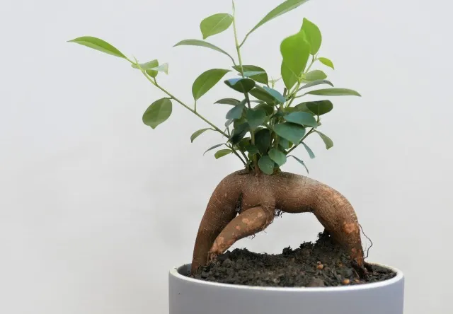 ガジュマルのスピリチュアル 風水効果を解説