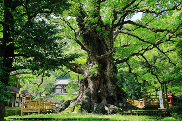 神社の樹木