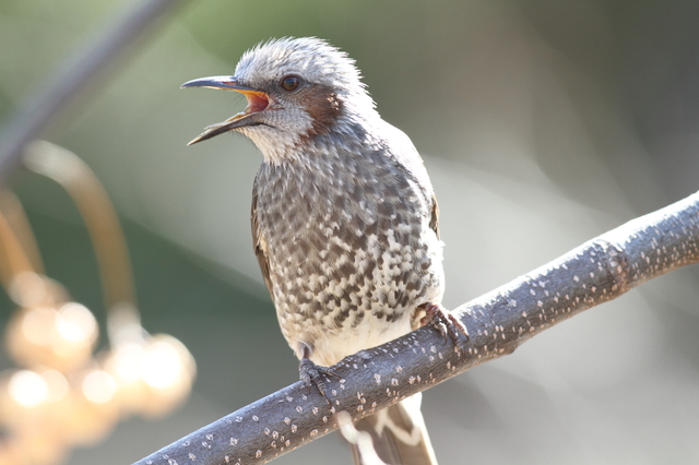 鳴くヒヨドリ