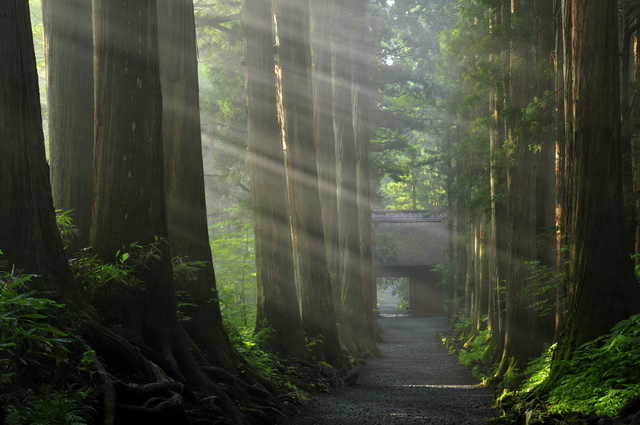 光が差し込む戸隠神社