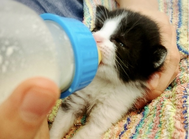 子猫にミルク