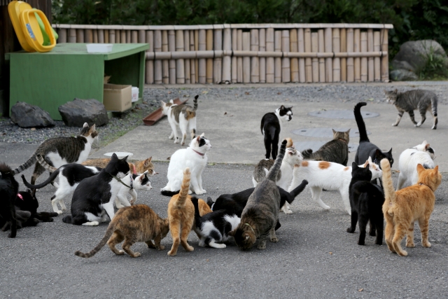 たくさんの猫