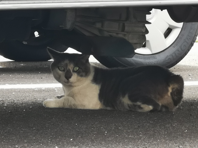 車の下の猫