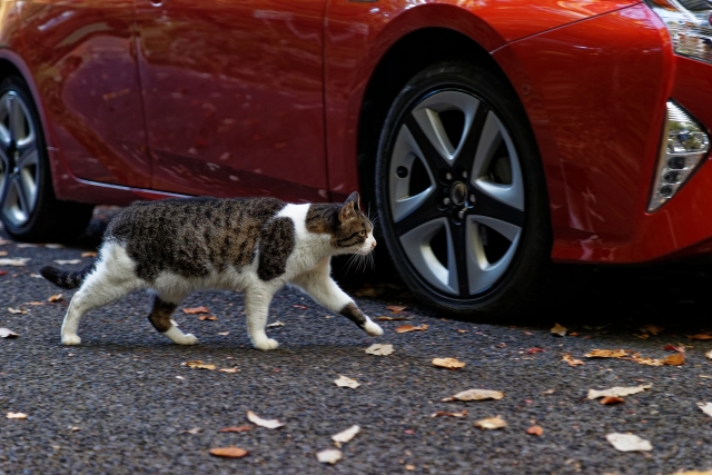 猫と車