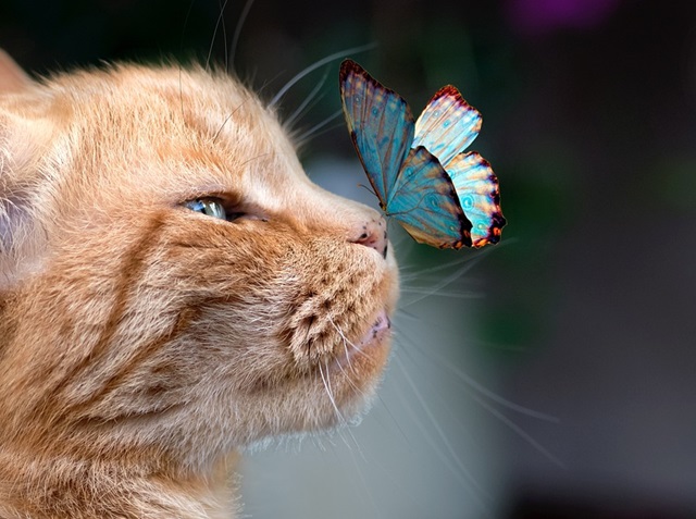 猫と蝶