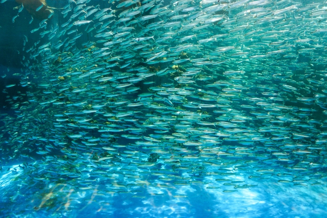 魚の群れ