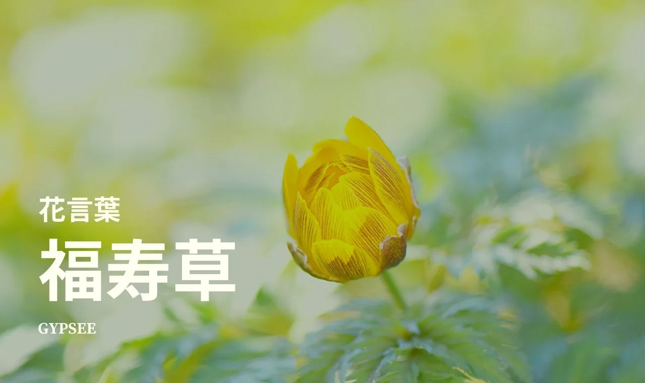 福寿草の花言葉 特徴 季節 育て方のポイント