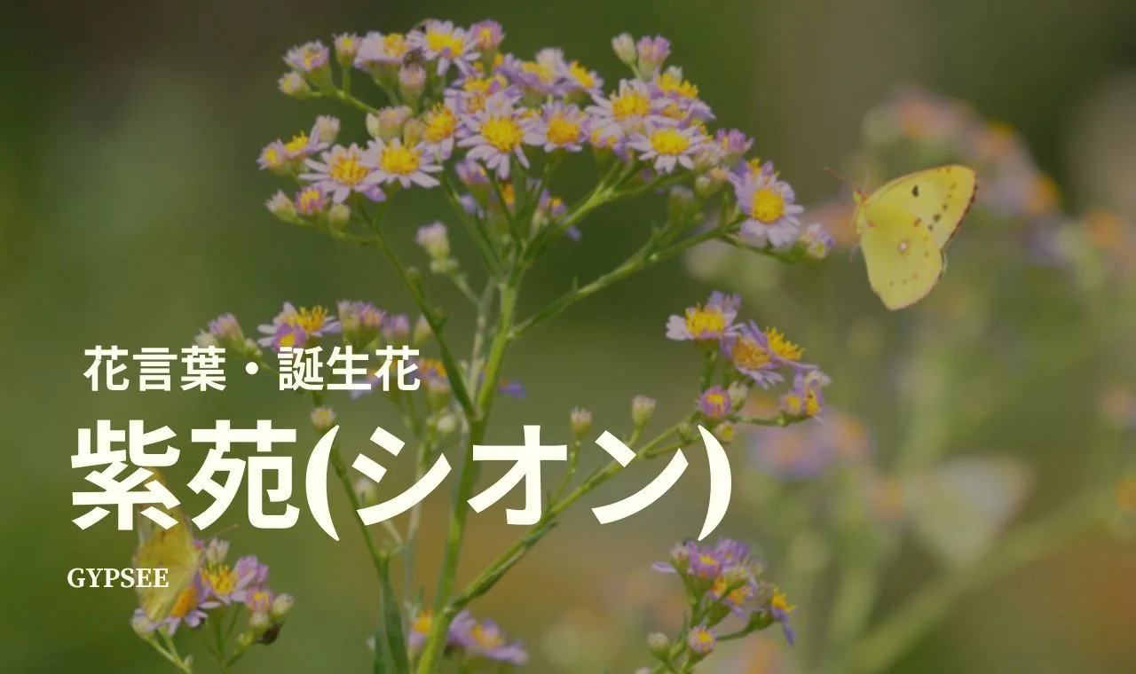 紫苑 シオン の花言葉 誕生花 種類 仲間 育て方