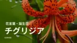 カランコエの花言葉は怖い 頭の良くなる花は本当 誕生花も