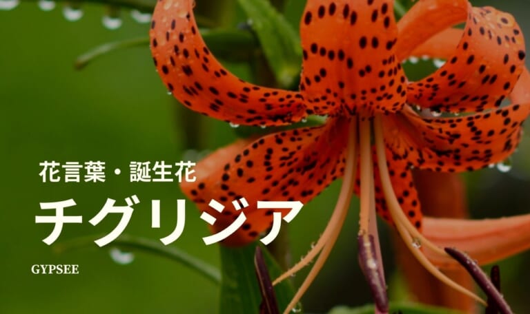 チグリジアとは？特徴・花言葉・誕生花・種類・育て方など