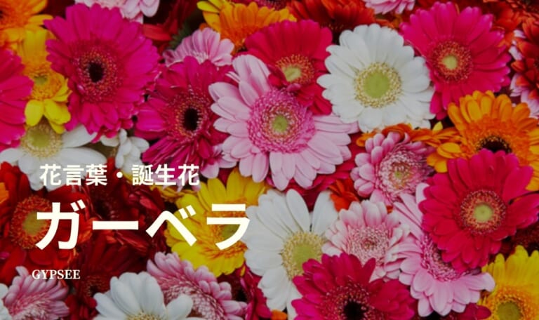 【怖い】ガーベラの花言葉・誕生花・スピリチュアル意味や効果・種類・仲間・育て方
