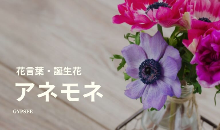 【怖い・悲しい？】アネモネの花言葉・誕生花