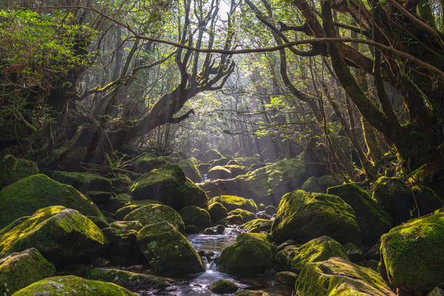 屋久島