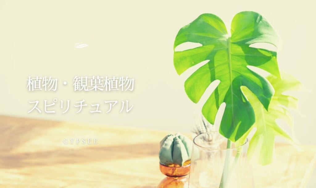 【効果別ランキング】観葉植物・植物のスピリチュアル効果とメッセージ