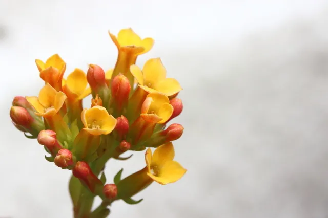 カランコエの花言葉は怖い 頭の良くなる花は本当 誕生花も