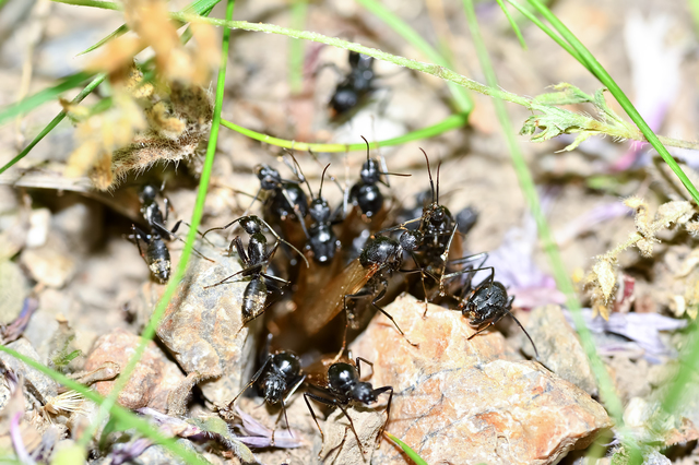 蟻の群れ