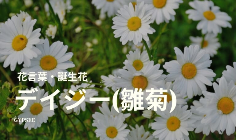 デイジー(雛菊)の花言葉・誕生花・育て方・種類