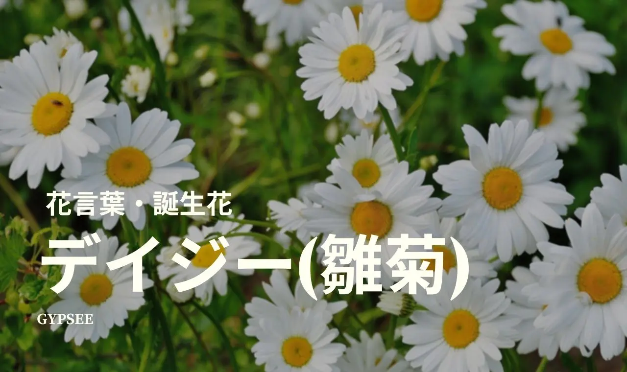デイジー 雛菊 の花言葉 誕生花 育て方 種類