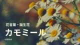 チグリジアとは 特徴 花言葉 誕生花 種類 育て方など