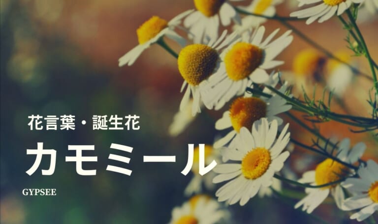 カモミールの花言葉・誕生花・育て方・種類