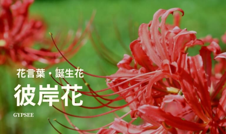 【怖い？】彼岸花の花言葉・色別・誕生花・育て方・種類