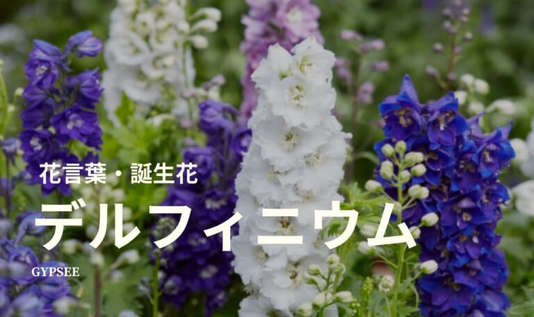 デルフィニウムとは？花言葉・誕生花・育て方・種類