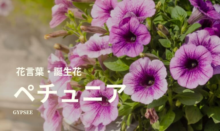 【怖い】ペチュニアとは？花言葉・誕生花・育て方・種類