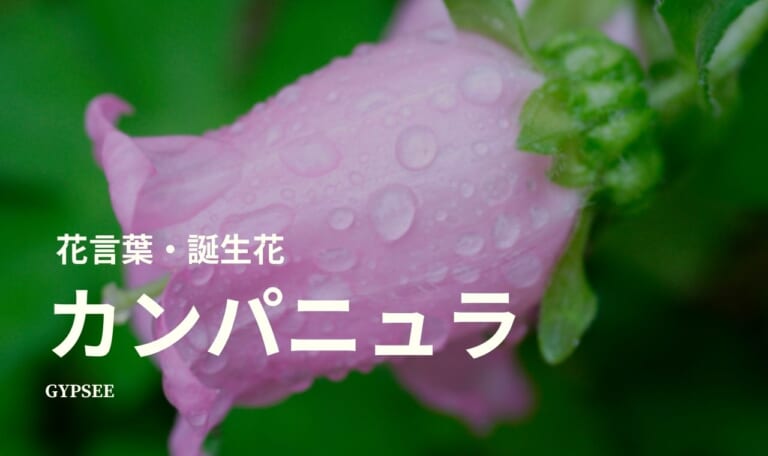 カンパニュラとは？花言葉・誕生花・育て方・種類など