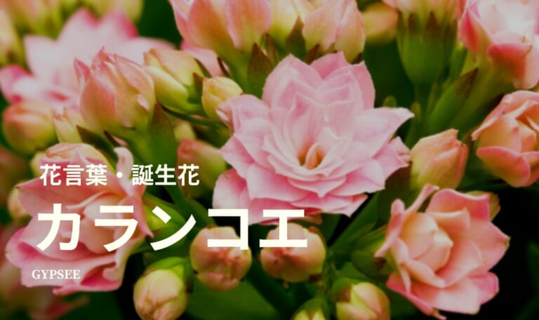 カランコエの花言葉は怖い？頭の良くなる花は本当？誕生花も
