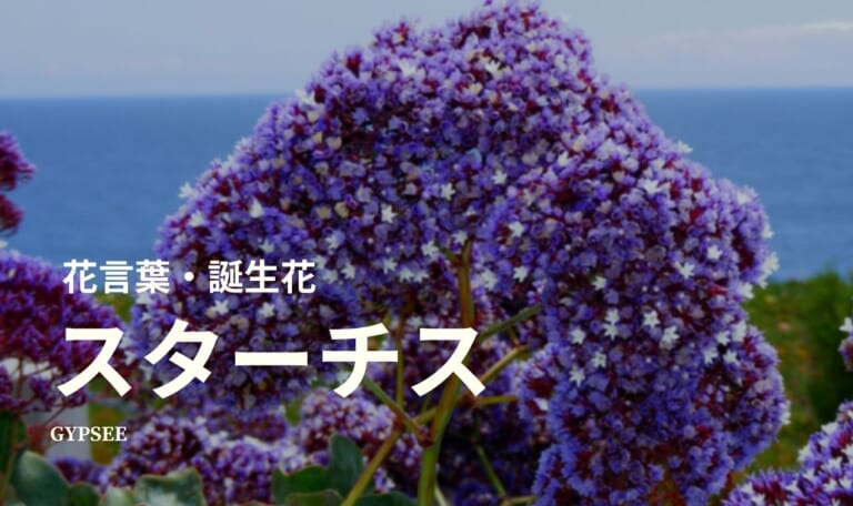 スターチスの花言葉・誕生花・育て方・種類