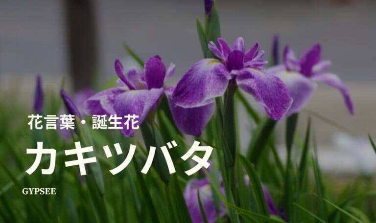 カキツバタの花言葉・誕生花・育て方・種類